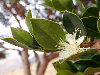 Myrcianthes oreophila, photographed by Skjold Søndergaard