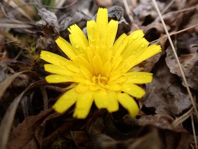 Hypochaeris sessiliflora, photographed by Skjold Søndergaard