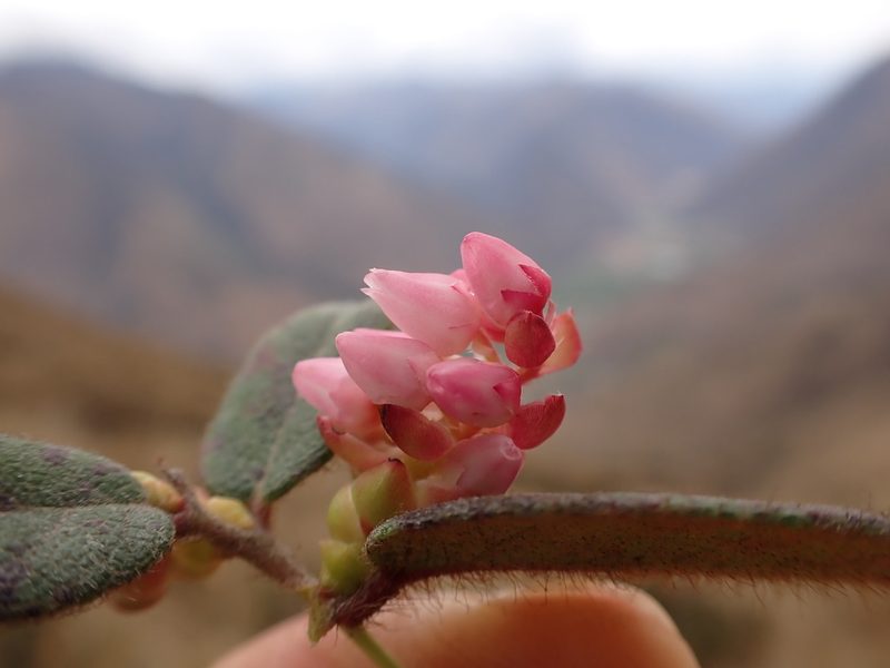 Gaultheria glomerata, photographed by Skjold Søndergaard