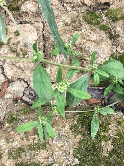 Spermacoce glabra, photographed by Bonnie Isaac