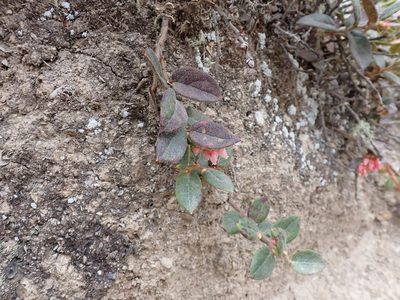 Gaultheria glomerata, photographed by Skjold Søndergaard