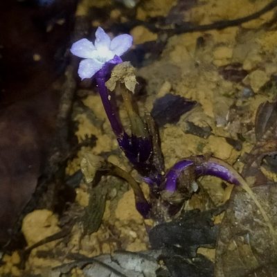 Voyria caerulea, photographed by Guillaume Delaitre