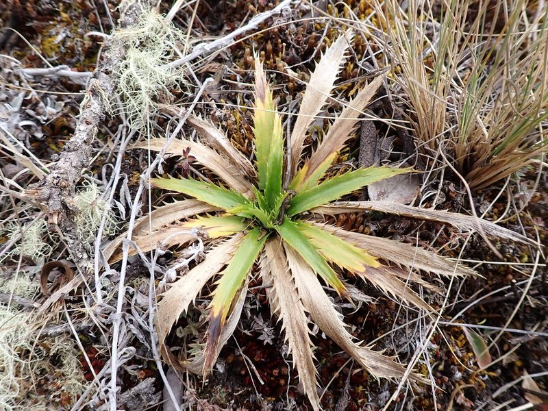 Eryngium weberbaueri, photographed by Skjold Søndergaard