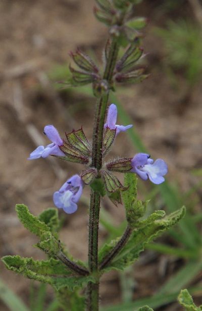 Salvia repens, photographed by Tony Rebelo