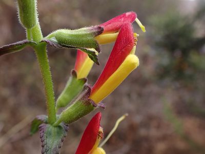 Neobartsia camporum, photographed by Skjold Søndergaard