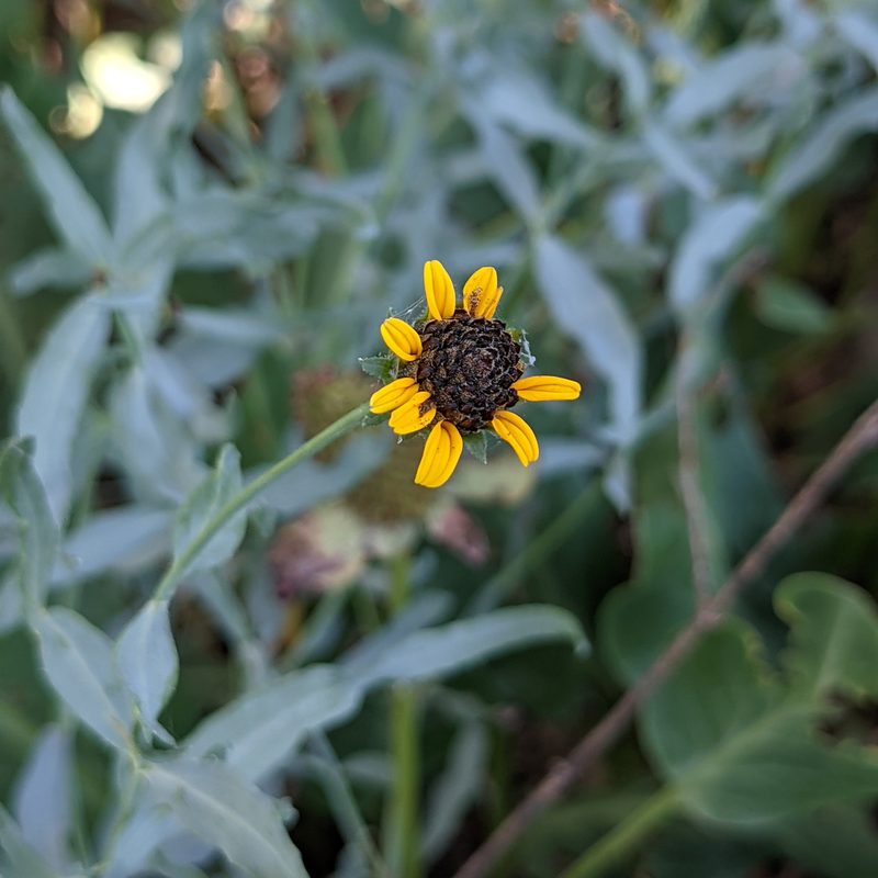 Helianthus ciliaris, photographed by Dominic Gentilcore