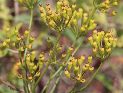 Afrosciadium platycarpum, photographed by Tony Rebelo