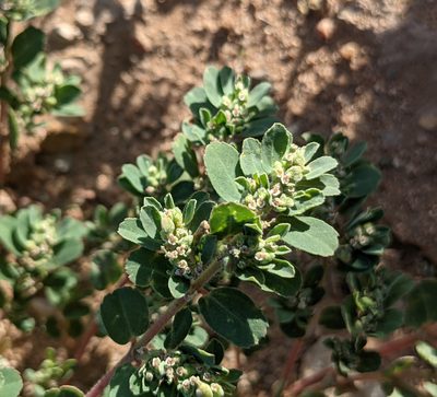 Euphorbia stictospora, photographed by Dominic Gentilcore