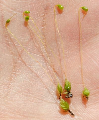 Entosthodon americanus, photographed by Zihao Wang