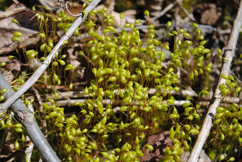 Entosthodon americanus, photographed by Zihao Wang