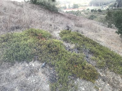 Arctostaphylos franciscana, photographed by Scott Yarger