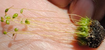 Entosthodon americanus, photographed by Zihao Wang
