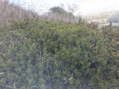 Arctostaphylos franciscana, photographed by Scott Yarger