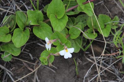 Diclis rotundifolia, photographed by Tony Rebelo