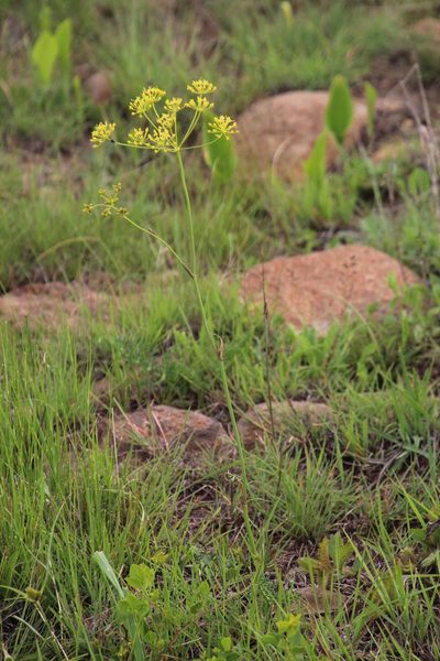 Afrosciadium platycarpum, photographed by Tony Rebelo