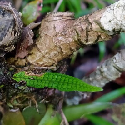 Microgramma lycopodioides, photographed by Guillaume Delaitre