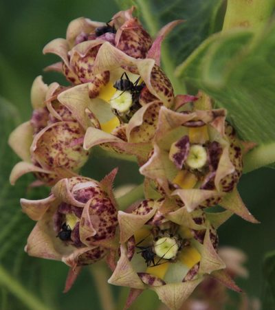 Pachycarpus dealbatus, photographed by Tony Rebelo