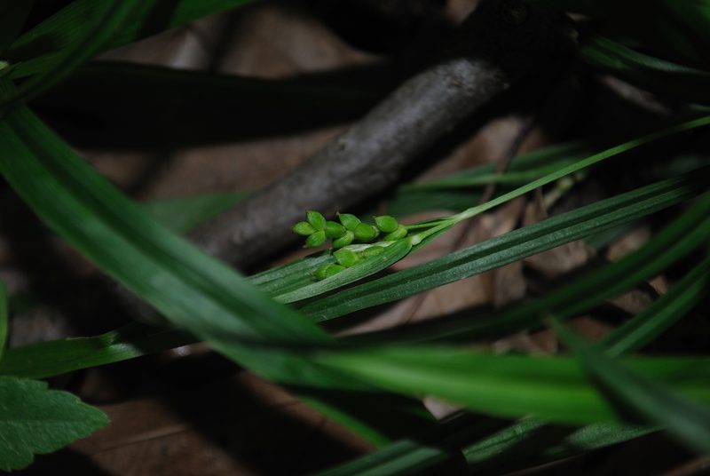 Carex abscondita, photographed by Zihao Wang