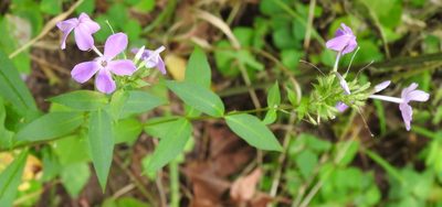Phlox paniculata, photographed by saltyhiker