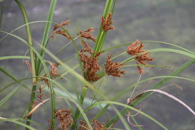 Cyperus fastigiatus, photographed by Tony Rebelo
