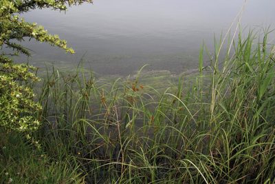 Cyperus fastigiatus, photographed by Tony Rebelo