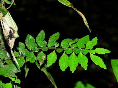 Pilea imparifolia, photographed by Guillaume Delaitre