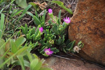 Delosperma carolinense, photographed by Tony Rebelo