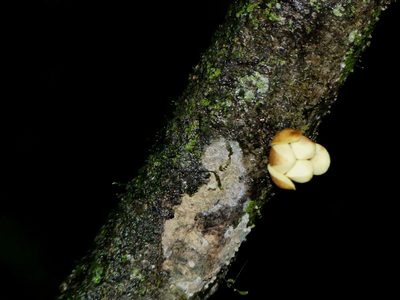 Anaxagorea dolichocarpa