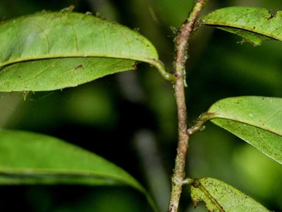 Anaxagorea dolichocarpa, photographed by Guillaume Delaitre