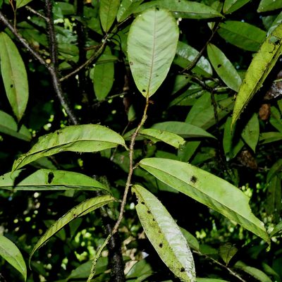 Anaxagorea dolichocarpa, photographed by Guillaume Delaitre
