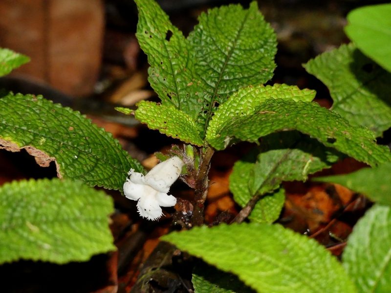 Nautilocalyx pictus, photographed by Guillaume Delaitre