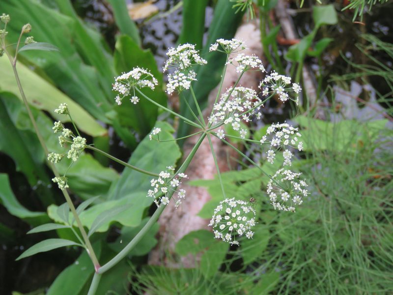 Cicuta douglasii, photographed by Erin Springinotic