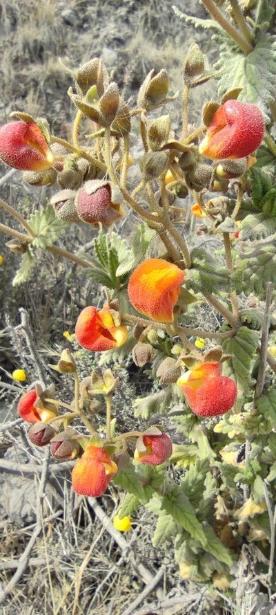 Calceolaria pisacomensis, photographed by Santiago Martín-Bravo
