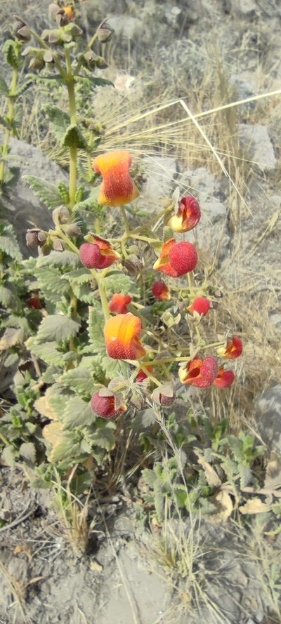 Calceolaria pisacomensis, photographed by Santiago Martín-Bravo