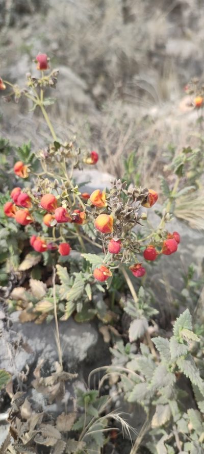 Calceolaria pisacomensis, photographed by Santiago Martín-Bravo