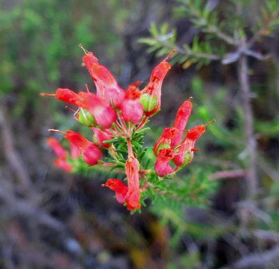 Erica chloroloma, photographed by Di Turner