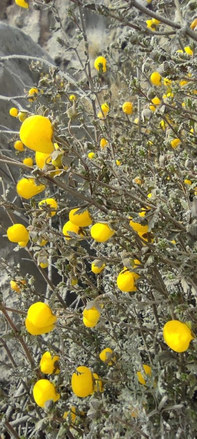 Calceolaria inamoena, photographed by Santiago Martín-Bravo