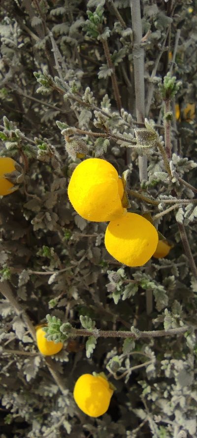Calceolaria inamoena, photographed by Santiago Martín-Bravo