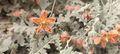 Caiophora cirsiifolia, photographed by Santiago Martín-Bravo