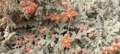 Caiophora cirsiifolia, photographed by Santiago Martín-Bravo
