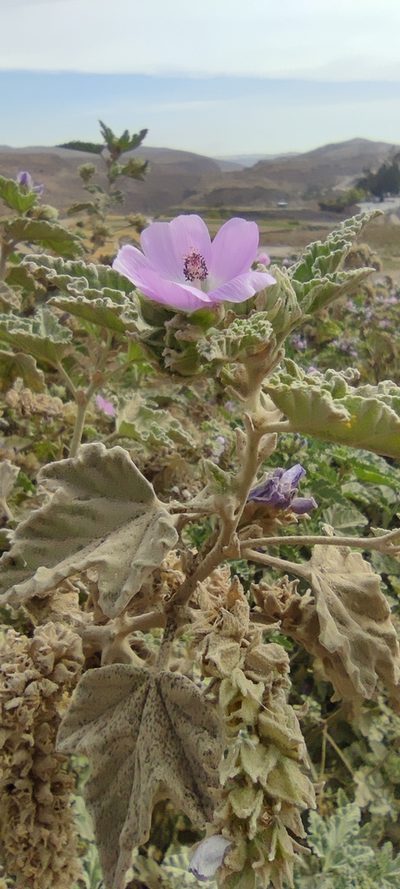 Tarasa capitata, photographed by Santiago Martín-Bravo