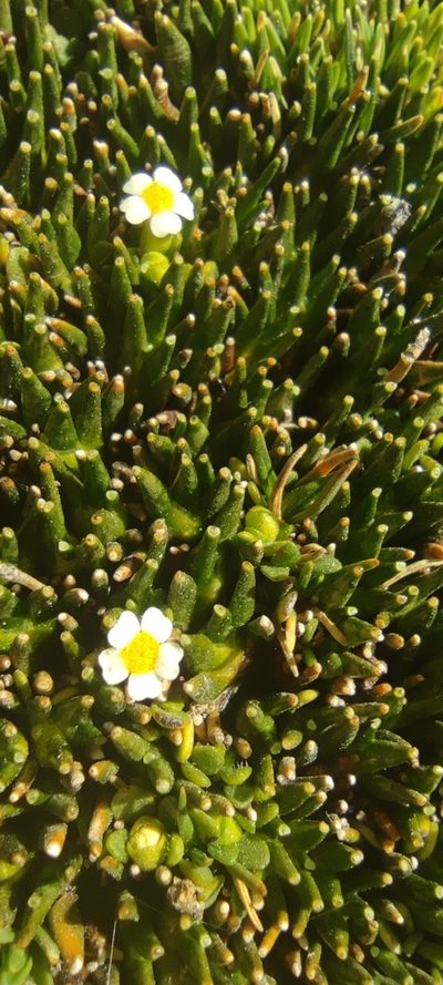 Ourisia muscosa, photographed by Santiago Martín-Bravo