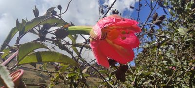 Passiflora mixta, photographed by Santiago Martín-Bravo