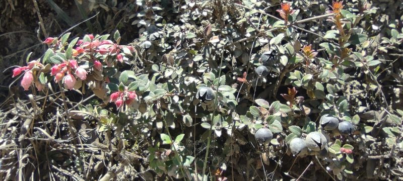 Gaultheria vaccinioides, photographed by Santiago Martín-Bravo