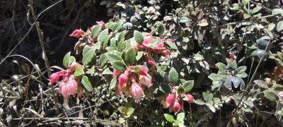 Gaultheria vaccinioides, photographed by Santiago Martín-Bravo
