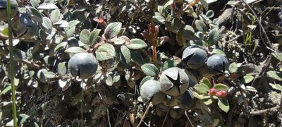 Gaultheria vaccinioides, photographed by Santiago Martín-Bravo