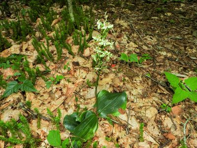 Platanthera orbiculata, photographed by Tom Field