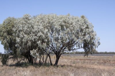 Acacia pendula, photographed by dhfischer