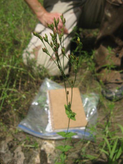 Hypericum gymnanthum, photographed by Mason Brock