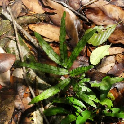 Trichomanes pinnatum, photographed by Guillaume Delaitre